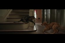 A Dog's Purpose Movie Clip - 