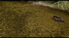 Bears Trailer Video