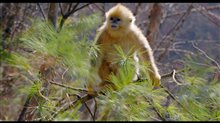 Born in China Movie Clip - 