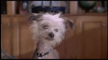 Cats & Dogs Trailer Video