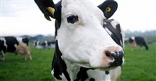 COW Trailer Video
