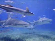 DEEP SEA 3D Trailer Video