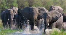ELEPHANT / DOLPHIN REEF Trailer Video