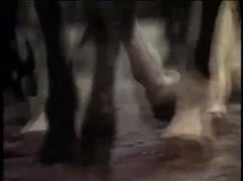 RUNNING FREE Trailer Video