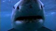 MAKING OF SHARKWATER Trailer Video