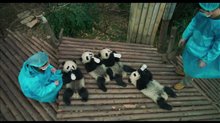 Pandas - Teaser Trailer Video