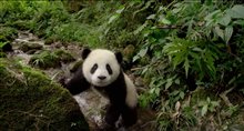 Pandas - Trailer Video