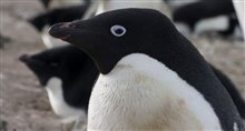 Penguins - Trailer Video