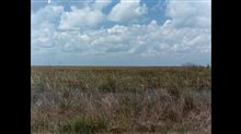 River of Grass Trailer Video