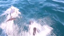Sea of Life -  Trailer Video