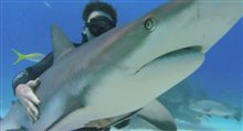 Sharkwater - Official Trailer Video