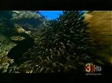 sharkwater_gmaz_1Mbps Video