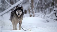 Sled Dogs - Official Trailer Video