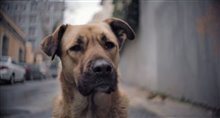 STRAY Trailer Video