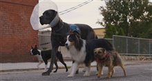STRAYS - Restricted Trailer Video