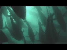 Sushi: The Global Catch Trailer Video