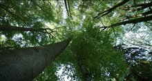 THE HIDDEN LIFE OF TREES Trailer Video