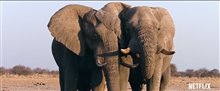 The Ivory Game (Netflix)- Official Trailer Video