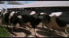 The Moo Man Trailer Video