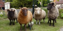 THE SHEEP DETECTIVES Trailer 2 Video