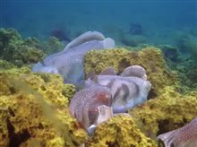Merveilles des mers 3D Trailer Video