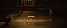 White God Trailer Video