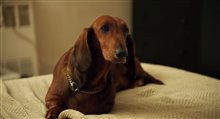 Wiener-Dog - Official Trailer Video
