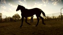 Wild Horse, Wild Ride Trailer Video