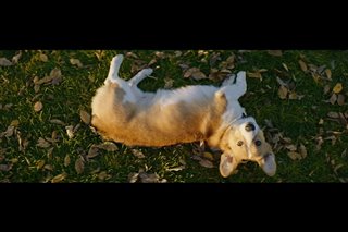 a-dogs-purpose-movie-clip---maya-gets-tino-to-chase-ball Video Thumbnail