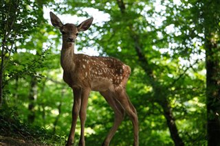 bambi-lhistoire-dune-vie-dans-les-bois-bande-annonce Video Thumbnail