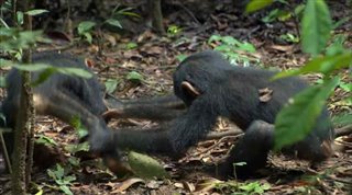 chimpanzee Video Thumbnail