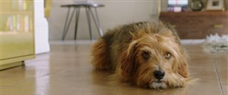 dog-days-teaser-trailer Video Thumbnail