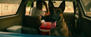 dog-road-dogs Video Thumbnail