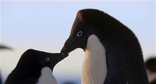 penguins-movie-clip---meet-adeline Video Thumbnail