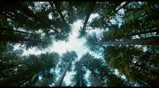 the-tree-of-life Video Thumbnail