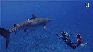 worlds-biggest-tiger-shark-clip Video Thumbnail